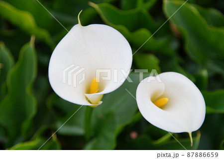 クワズイモ 花 フラワー 87886659