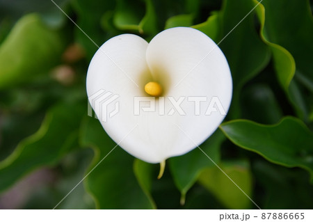 クワズイモ 花 フラワー 87886665