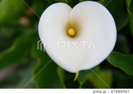 クワズイモ 花 フラワー 87886667