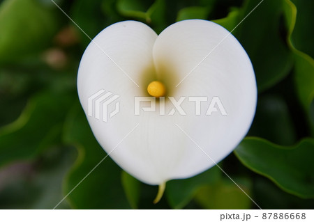 クワズイモ 花 フラワー 87886668