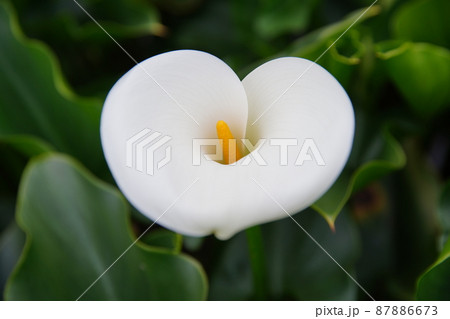 クワズイモ 花 フラワー 87886673