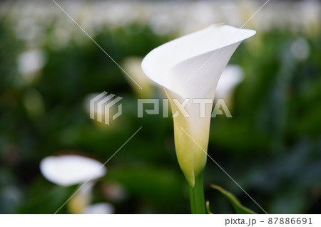 クワズイモ 花 フラワー 87886691