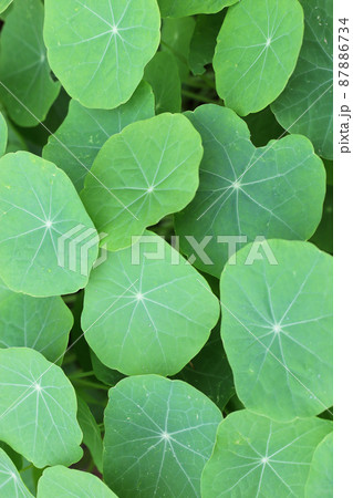 ナスタチウムの葉と水滴 87886734