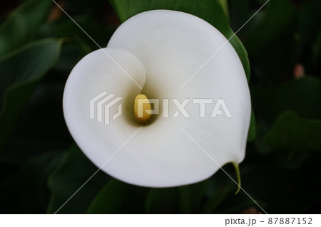 クワズイモ 花 フラワー 87887152