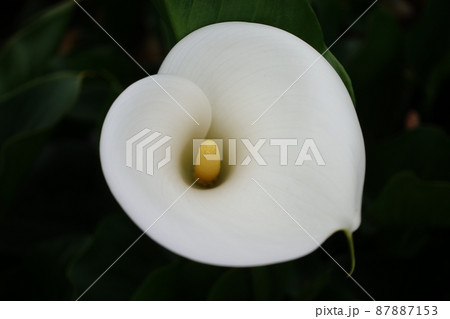 クワズイモ 花 フラワー 87887153