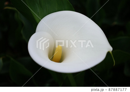 クワズイモ 花 フラワー 87887177