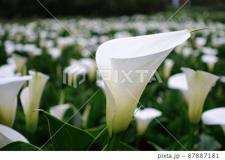 クワズイモ 花 フラワー 87887181