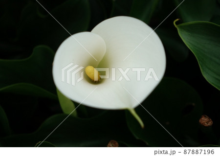 クワズイモ 花 フラワー 87887196