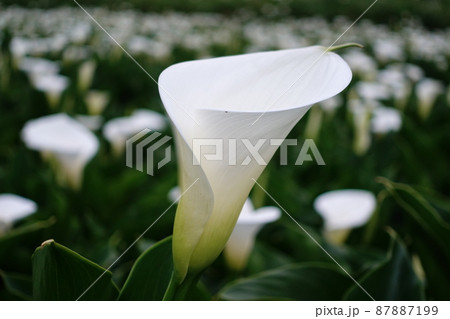 クワズイモ 花 フラワー 87887199