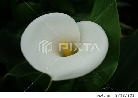 クワズイモ 花 フラワー 87887201