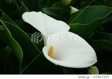 クワズイモ 花 フラワー 87887205