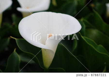 クワズイモ 花 フラワー 87887221