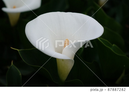 クワズイモ 花 フラワー 87887282