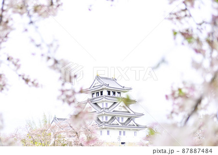 墨俣城と桜 87887484