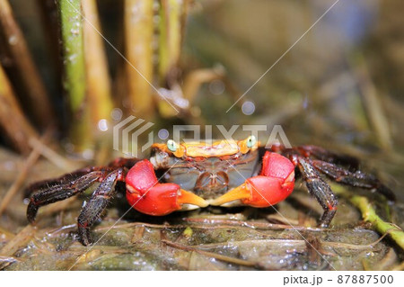 アカテガニ 87887500