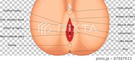 Female genitals, female external genitals, structural illustrations, English 87887613