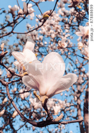 Magnolia soulangeana also called saucer magnolia flowering springtime tree with beautiful pink white flowers . 87888699