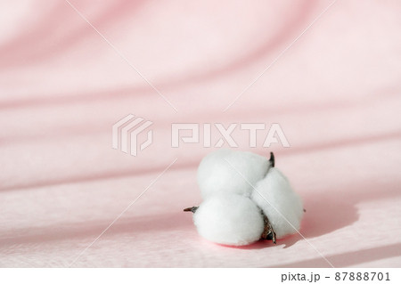 Cosmetic pink background for product presentation with cotton flower, shadows and light from windows. Mockup scene, natural organic cosmetic concept. . 87888701