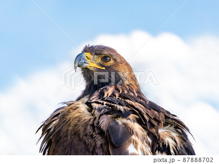 The portrait of The Golden Eagle (Aquila chrysaetos) on a blue background The portrait of The Golden Eagle (Aquila chrysaetos) on a blue background 87888702