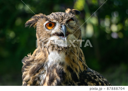 The blinking eagle-owl (Bubo bubo) look to camera The blinking eagle-owl (Bubo bubo) look to camera 87888704