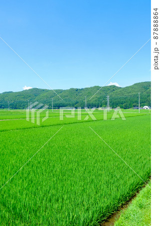 夏の田園風景 夏の田園風景 87888864