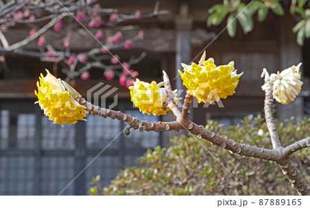 春に黄色い球状の花が咲くジンチョウゲ科のミツマタ 春に黄色い球状の花が咲くジンチョウゲ科のミツマタ 87889165