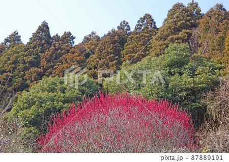 春の梅林に咲く紅梅の花 春の梅林に咲く紅梅の花 87889191