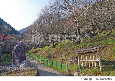 北九州市小倉南区の梅の名所山間の三岳梅林 87889205