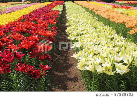 満開のユリの花 満開のユリの花 87889302