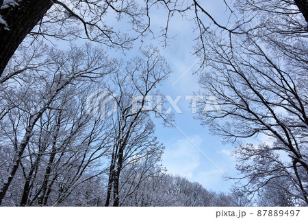 別荘地の雪景色 別荘地の雪景色 87889497