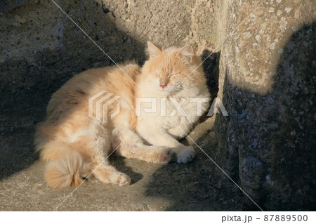 sleepy cat resting under sunshine 87889500