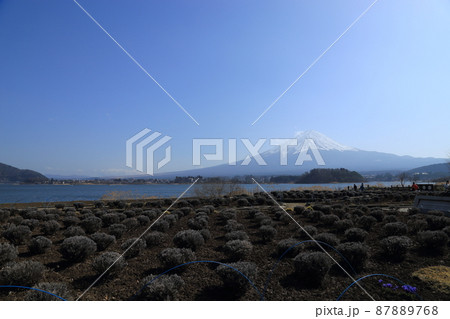 河口湖と富士山 【山梨県富士河口湖町】 河口湖と富士山 【山梨県富士河口湖町】 87889768