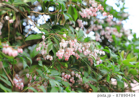 ピンク色の馬酔木(あせび)の花 ピンク色の馬酔木(あせび)の花 87890434