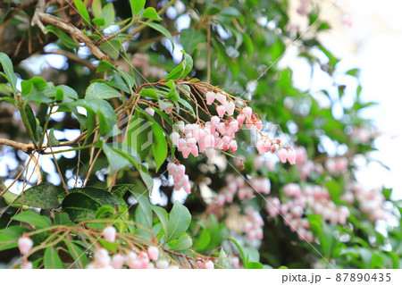 ピンク色の馬酔木(あせび)の花 ピンク色の馬酔木(あせび)の花 87890435
