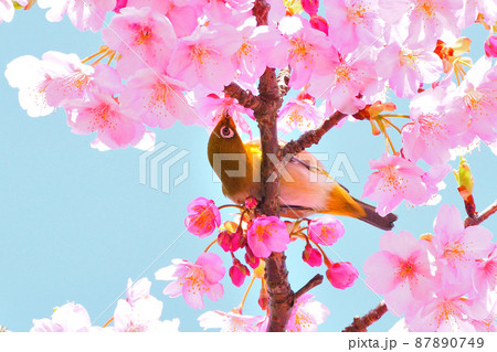 メジロと河津桜 87890749