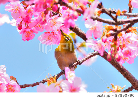 メジロと河津桜 87890790
