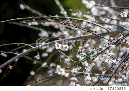 植物 花 白 87890836