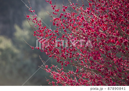 植物 紅梅 春 87890841