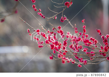 植物 紅梅 春 87890842