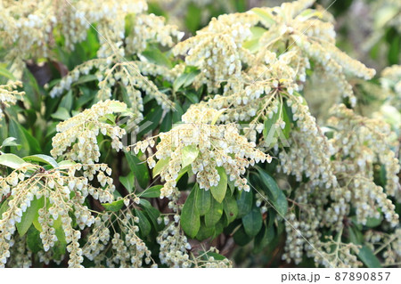 満開の馬酔木 あせび の花の写真素材