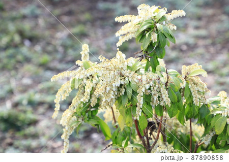 満開の馬酔木（あせび）の花 87890858