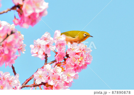 メジロと河津桜 87890878
