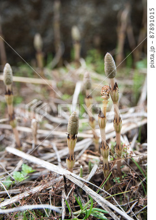 春の田に自生する土筆 87891015