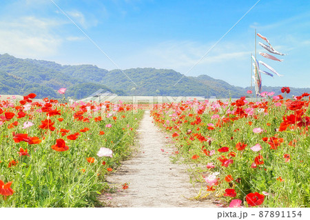 青空のポピー畑で泳ぐ鯉のぼり 87891154