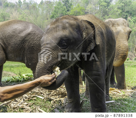 タイのチェンマイの子ゾウ タイのチェンマイの子ゾウ 87891338