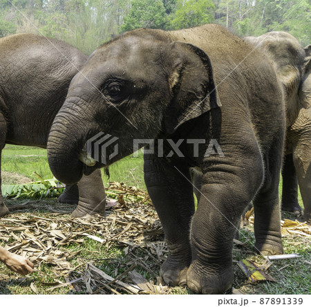 タイのチェンマイの子ゾウ タイのチェンマイの子ゾウ 87891339