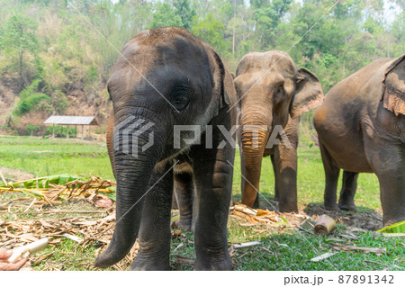 タイのチェンマイの子ゾウ 87891342
