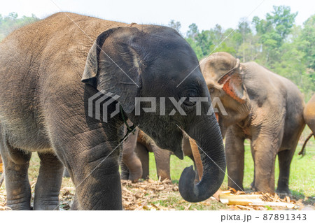 タイのチェンマイの子ゾウ タイのチェンマイの子ゾウ 87891343