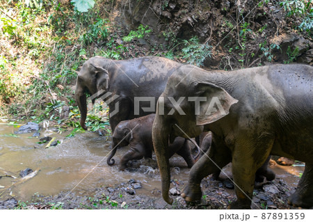 タイのチェンマイのゾウの一家が水浴び 87891359