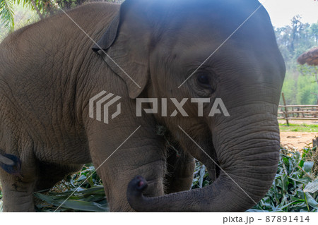 タイのチェンマイのこどものゾウ タイのチェンマイのこどものゾウ 87891414